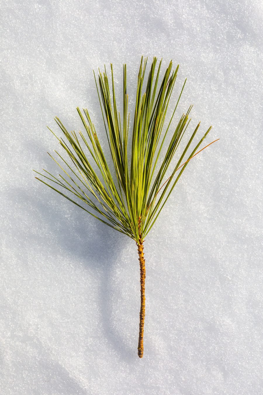 Photo Buy verified Pine scripts